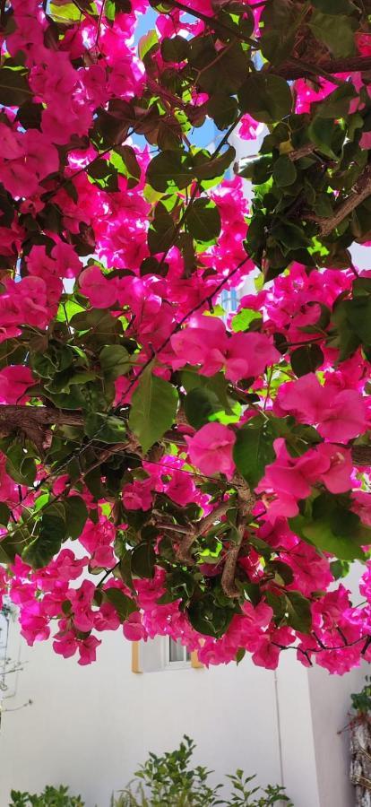 La Buganvilla De Juana Y Antonio กาซาเรส ภายนอก รูปภาพ